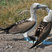 Blue-footed Booby